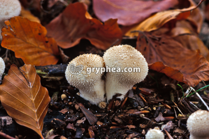 Vesses de loup - Carpophores (Lycoperdon pyriforme) - gryphea.com